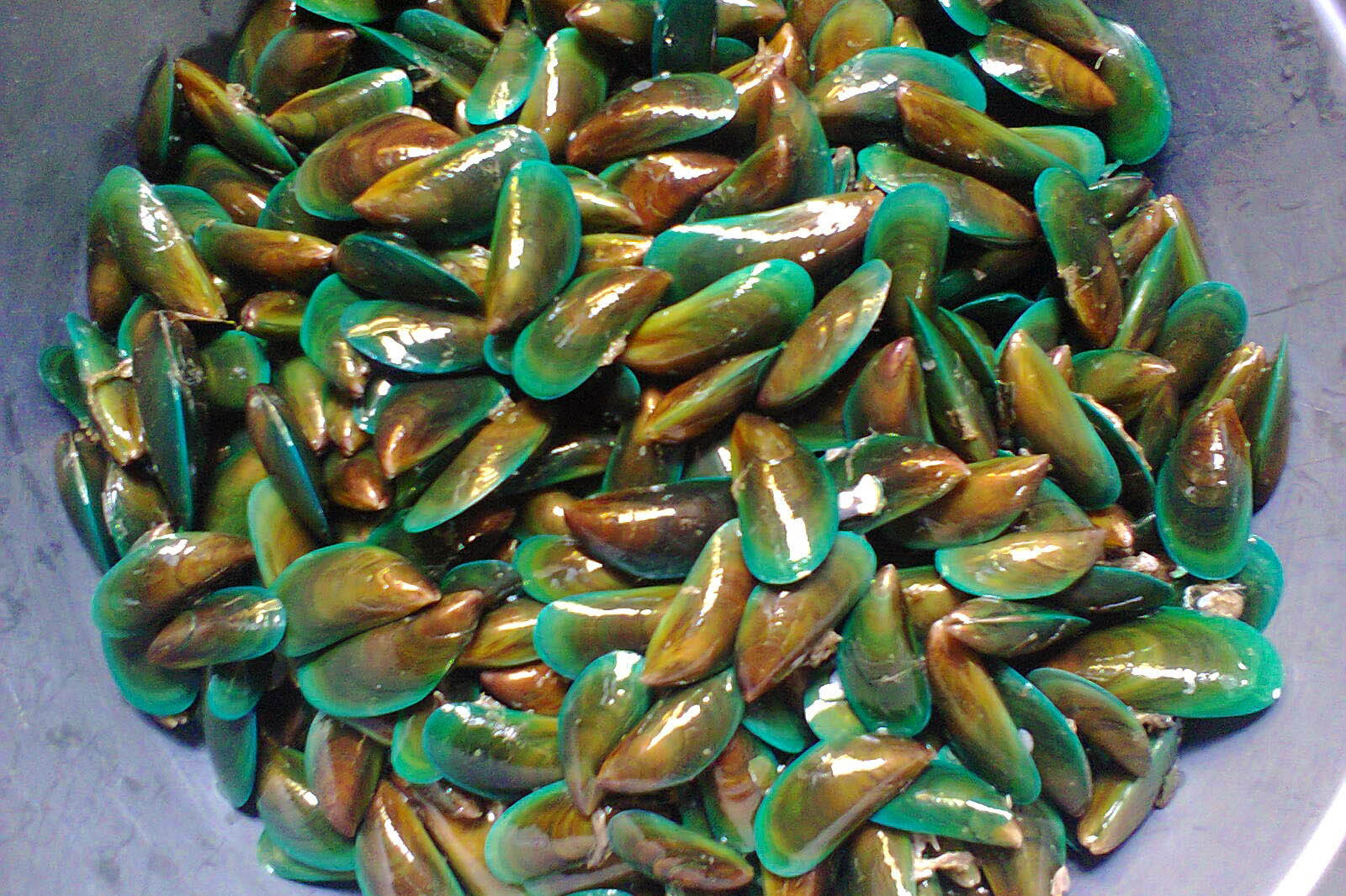  KERANG HIJAU  grosir kerang  laut hidup