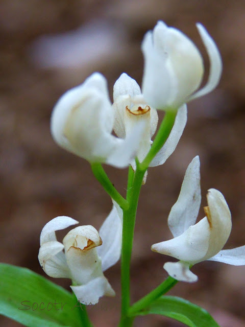 Cephalanthera erecta