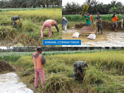 Tidak Pernah Mengeluh Babinsa Binjai Timur Dapat Pujian Dari Petani