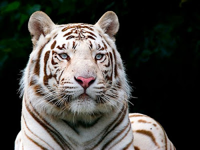 white tiger wallpapers. Tigers Wallpapers