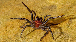 Sydney Funnel-web Spider