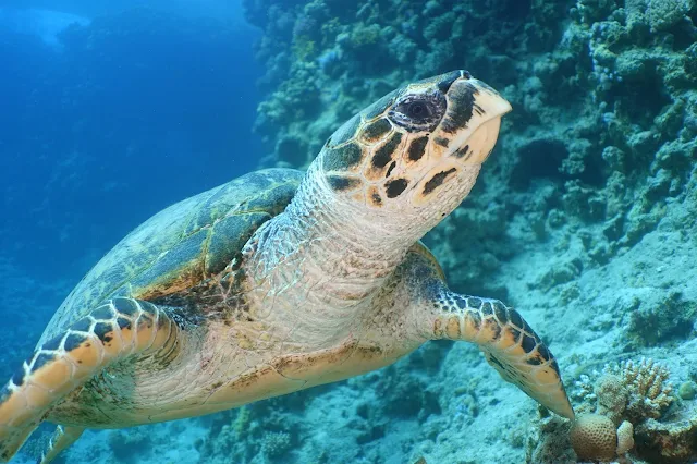 Abu Ramada Island Carlsons Corner Divespot Red Sea