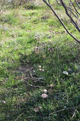 Foto de la Marasmius Oreades o Senderuela -EspadasyMuslitos