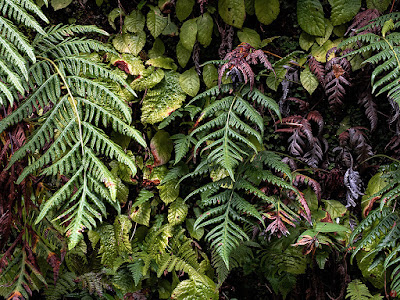 Fern: Kencho-ji