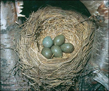 turdus_pilaris kramsvogel
