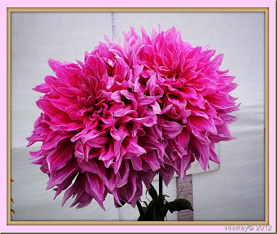 Magenta Chrysanthemum Flower