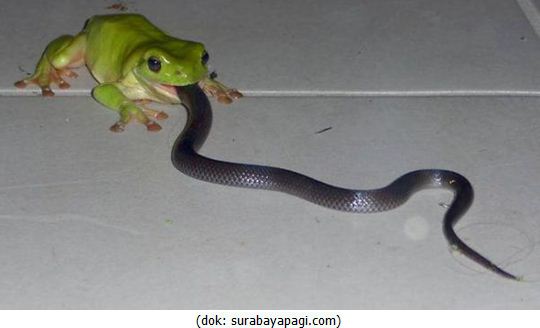 “Katak Hebat Ini Mampu Mengalahkan Ular”