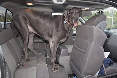 Giant_George_The_Tallest_Largest_dog_Tucson