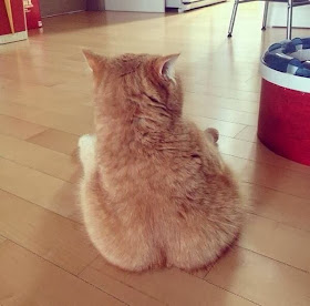 Funny cats - part 87 (40 pics + 10 gifs), fat cat sitting on floor