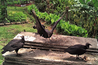 costa rica black vulture