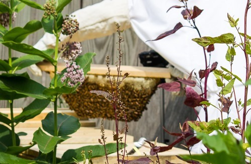 Bee Suit Hive Inspection