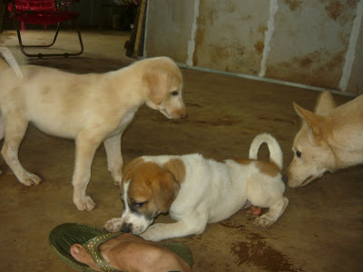 pups at the animal shelter in karjat
