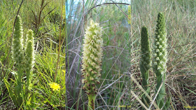 Skeptrostachys paraguayensis