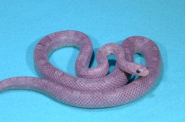 8 oddly colored creatures, amazing creatures, Purple Corn Snakes