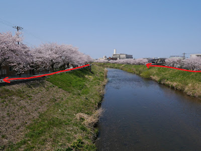 伏見川　桜