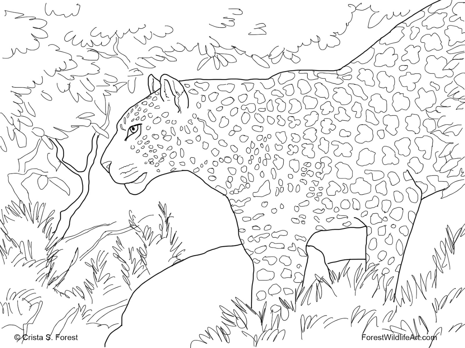 Download Free Rainforest Coloring Pages - Free Coloring Pages