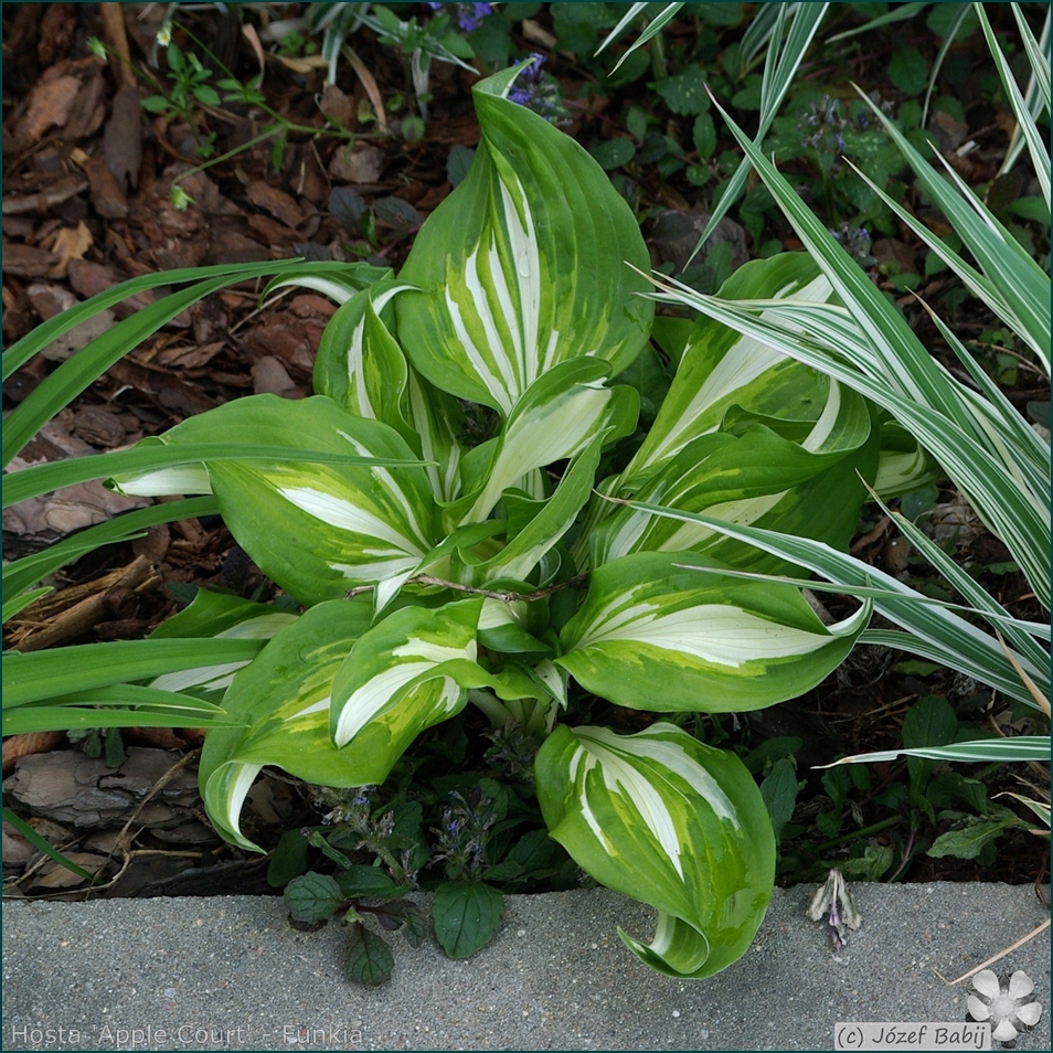 Hosta 'Apple Court' - Funkia 'Apple Court' 