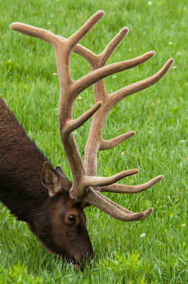 Bull Elk, Rocky Mountain National Park