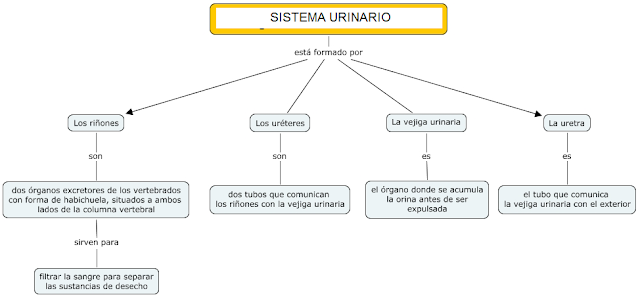 LA MINA .... 4º de PRIMARIA: EL SISTEMA URINARIO - MAPA CONCEPTUAL