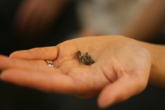 Dried Jasmine Butterfly rolled tea leaves.