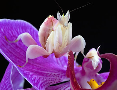 Freaky Stuff - Orchid Bug