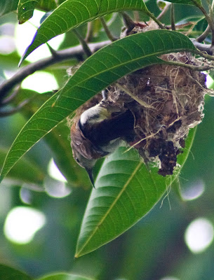 female sunbird