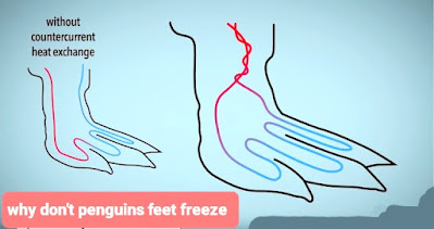 How do penguin feet stay warm   كيف تظل اقدام البطريق دافئه؟