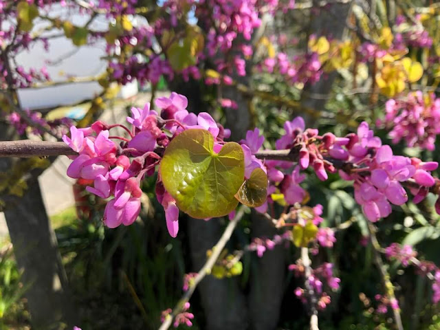 Flores da Primavera