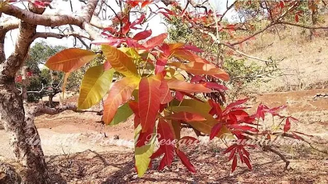 Schleichera oleosa (Lour.) Oken Family : Sapindaceae Common name : Kusum Location : Mayurbhanj, Odisha Habit : Tree Habitat : Dry as well as swampy areas in low altitude  Medicinal uses : ✔ Bark is used as astringent and the leaves are used as fodder for cattle. ✔ The bark paste with water can be used to treat menorrhea, malaria and dysentery.  ✔ The seed oil by heating with garlic is applied over body to get relief from cold fever and ear ache.