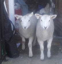 Lleyn Lambs - two cade (bottle reared) lambs