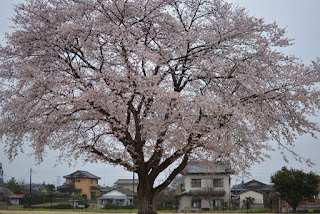 額田コミュニティ広場の桜