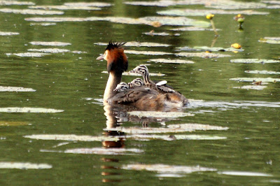 Hjerringslynder - Fuut - Podiceps cristatus