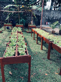 Vegetable beds at halfway house The Helping Hand's urban farm.