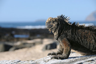 Galapagos, biawak besar, darwin, teori darwin