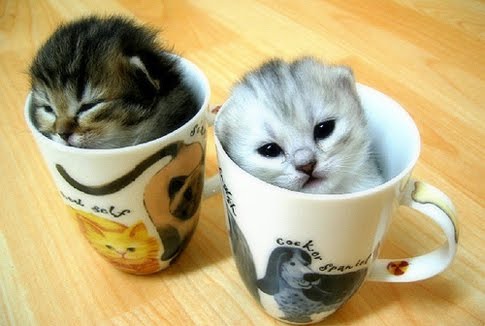 Kittens are always so cute and funny. These are some funny kitten ...