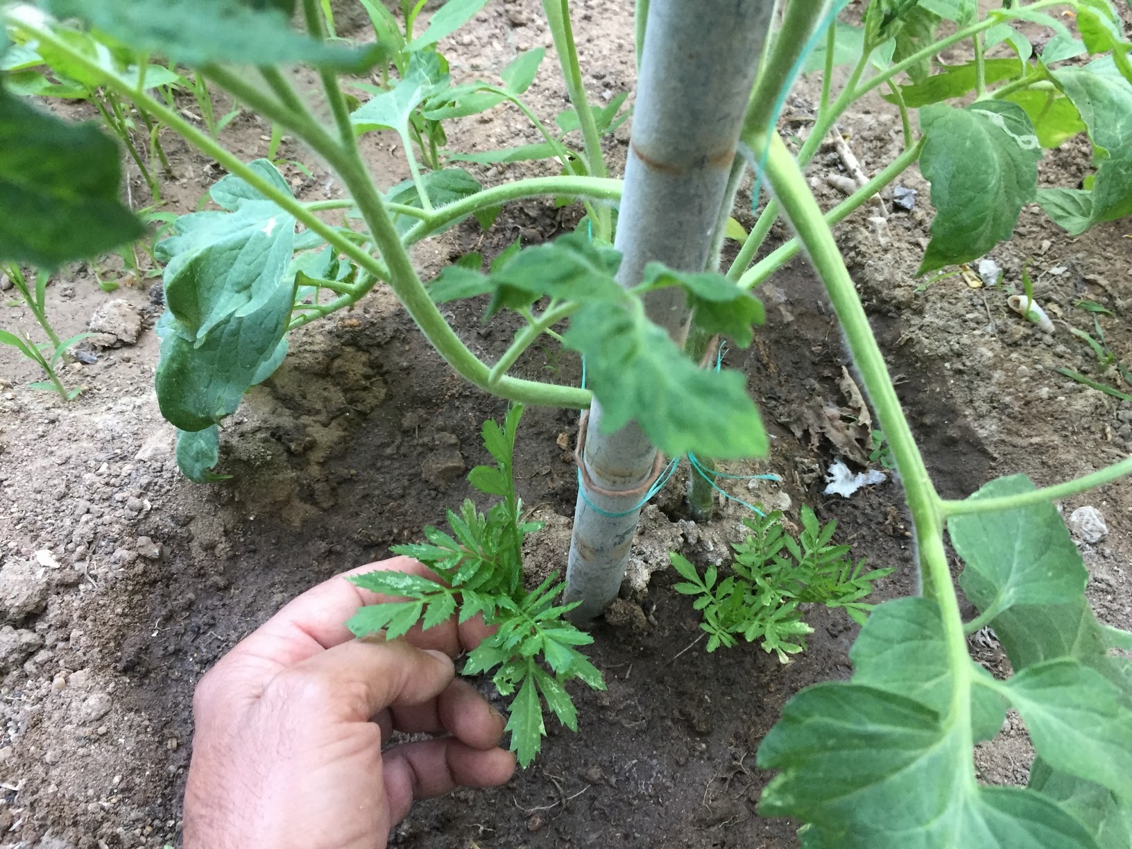 Marigolds provide a natural pest deterrent to tomato plants. With their strong repulsive odor marigolds are quite significant at keeping tomato worms away.