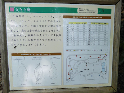 京都御苑には、幹周りが300cmを超える巨樹が約160本