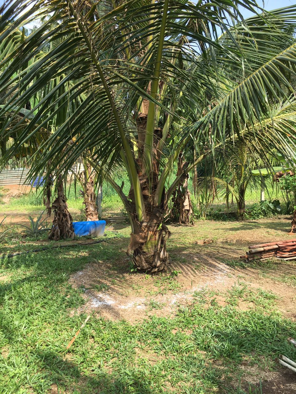 DUSUN TOK BAK: BAJA GARAM UNTUK POKOK KELAPA