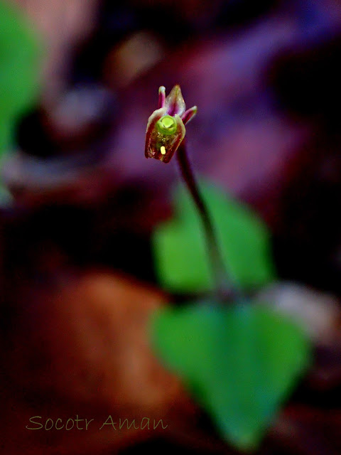 Neottia japonica