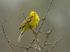 singing yellow bird on bare branch on gray day