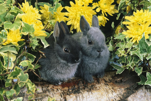 Cute Black Rabbits