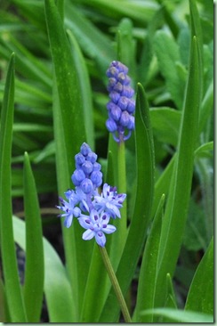 Scilla bifolia 
