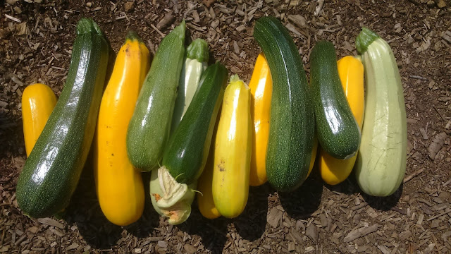 Courgette and zuccini