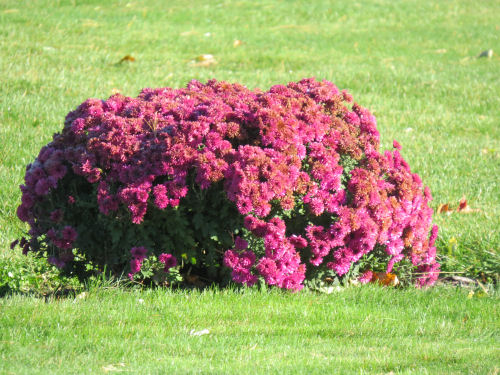 purple chrysanthemums