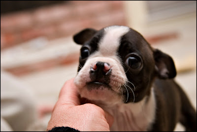 foto filhote boston terrier