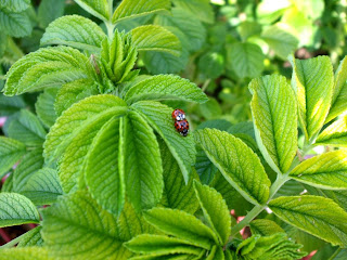 coccinelle birichine