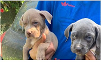 american bulldog puppies