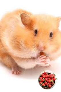 can hamsters eat strawberries