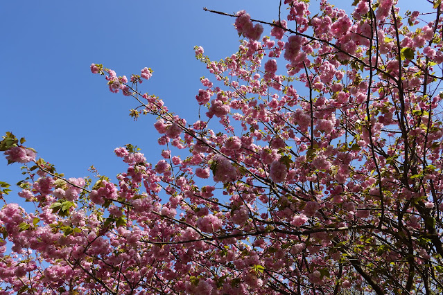 別所川渓流植物園　ヤエザクラ（八重桜）