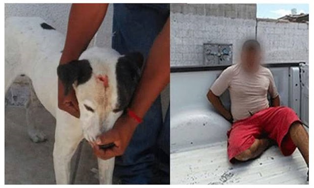 Arrestan a un sujeto por golpear a su perro con un martillo